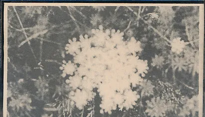 PBK / Vidna Obmana — The Music Of Her Sleep / Towards The Enfolding Flower, cover art